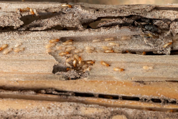 Best Ant Control Services  in Fort Wright, KY